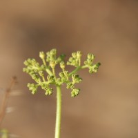 Cyphostemma setosum (Roxb.) Alston